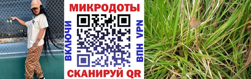 Галлюциногенные грибы Psilocybe  хочу   Зубцов 